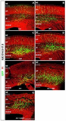 Reelin Signaling Inactivates Cofilin to Stabilize the Cytoskeleton of Migrating Cortical Neurons